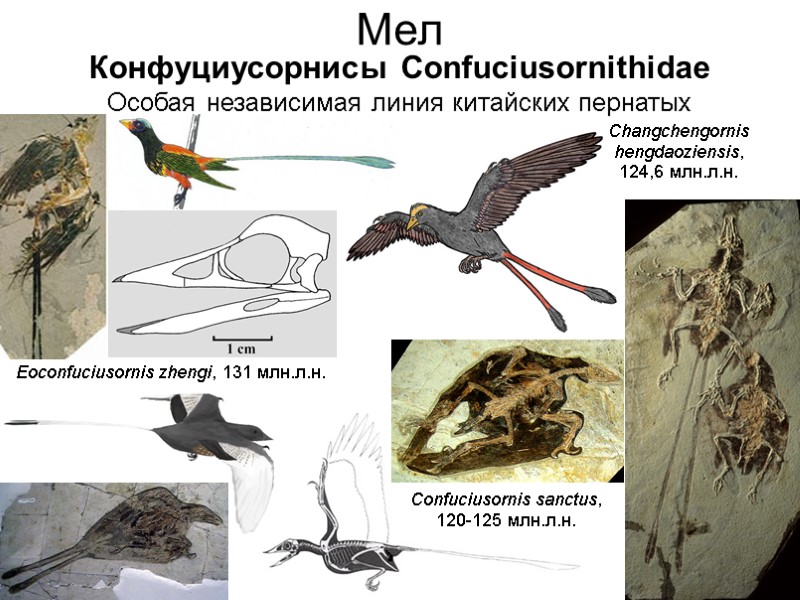 Мел Конфуциусорнисы Confuciusornithidae Особая независимая линия китайских пернатых Eoconfuciusornis zhengi, 131 млн.л.н. Changchengornis hengdaoziensis,